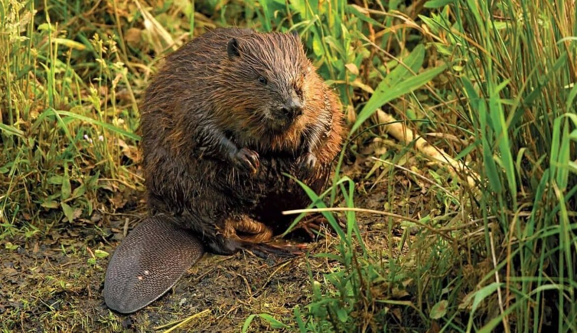 Castores en Florida transformando terreno quemado