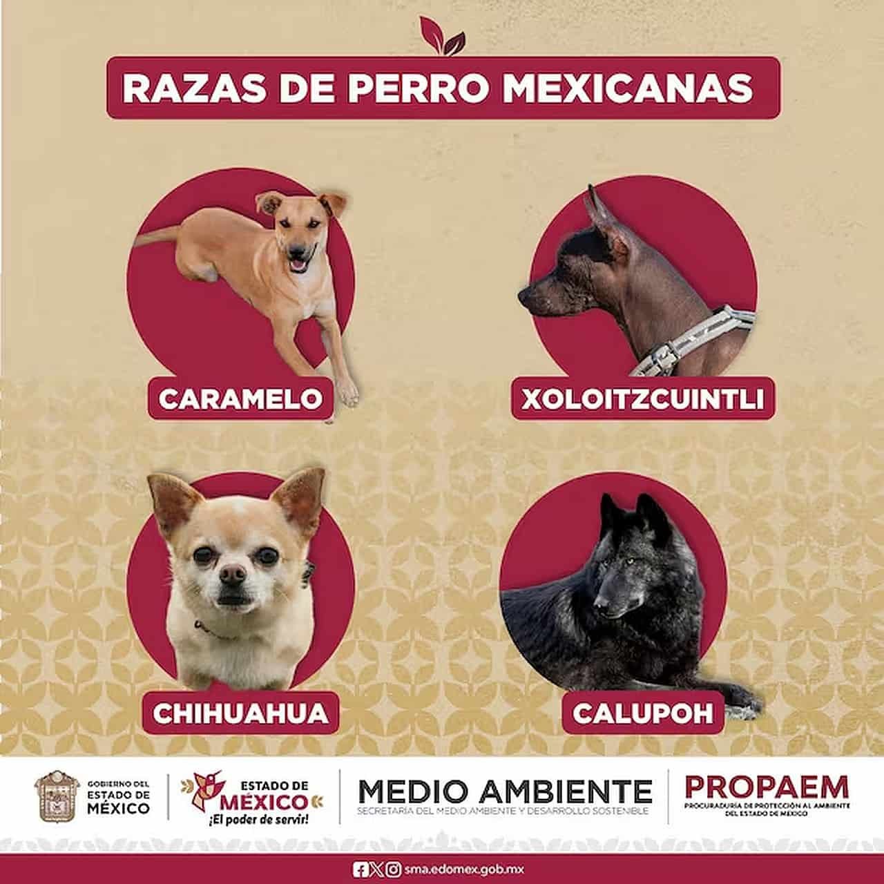 Reconocen al perro Caramelo en México como raza
