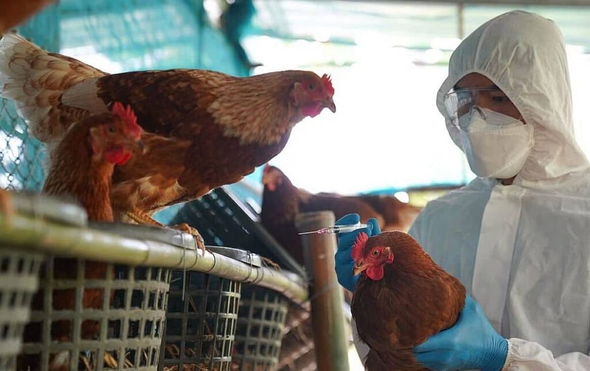 Confirman en México primer caso humano de influenza aviar H5N1 – RevuTJ Confirman en México primer caso humano de influenza aviar H5N1