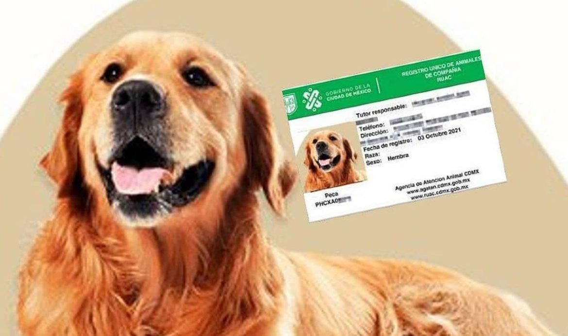 CURP de mascotas multas y fecha límite en CDMX – RevuTJ