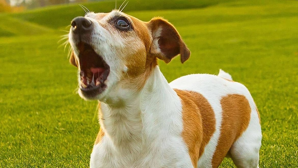 Multas de hasta $4,500 por perros que ladran – RevuTJ